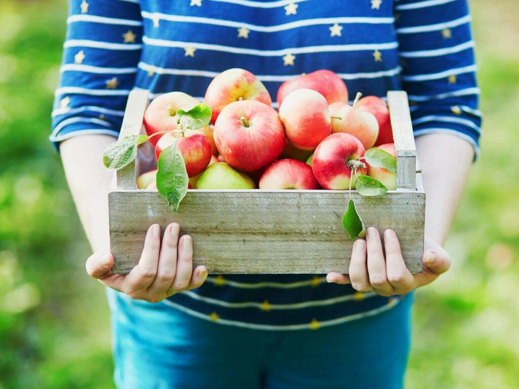 Person holding a wooden crate filled with red and green apples.