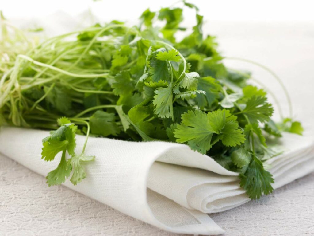 A bunch of fresh cilantro with green leaves and stems lies on a folded white cloth.