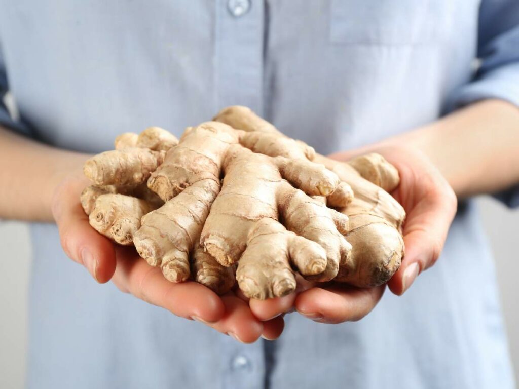 A person in a light blue shirt holds a bunch of fresh ginger roots with both hands.