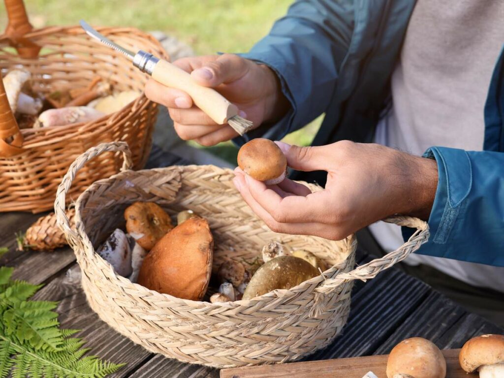 A person cleans a mushroom with a knife above a woven basket filled with various mushrooms on a wooden table outdoors.