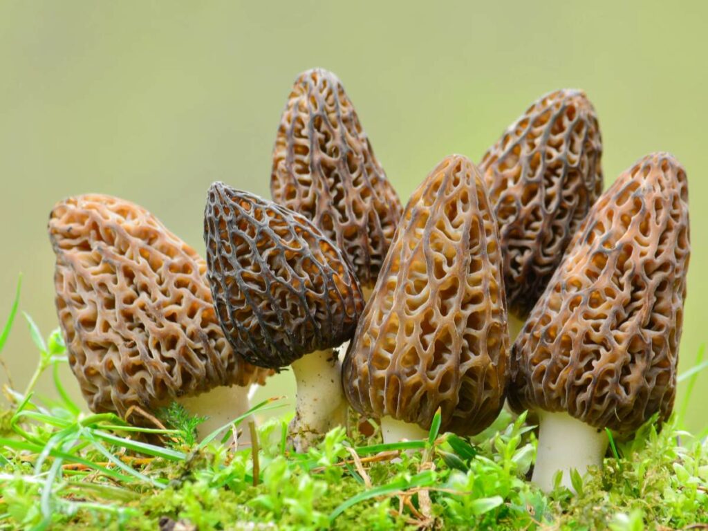 Six morel mushrooms with their distinctive honeycomb caps grow close together on a bed of green moss.