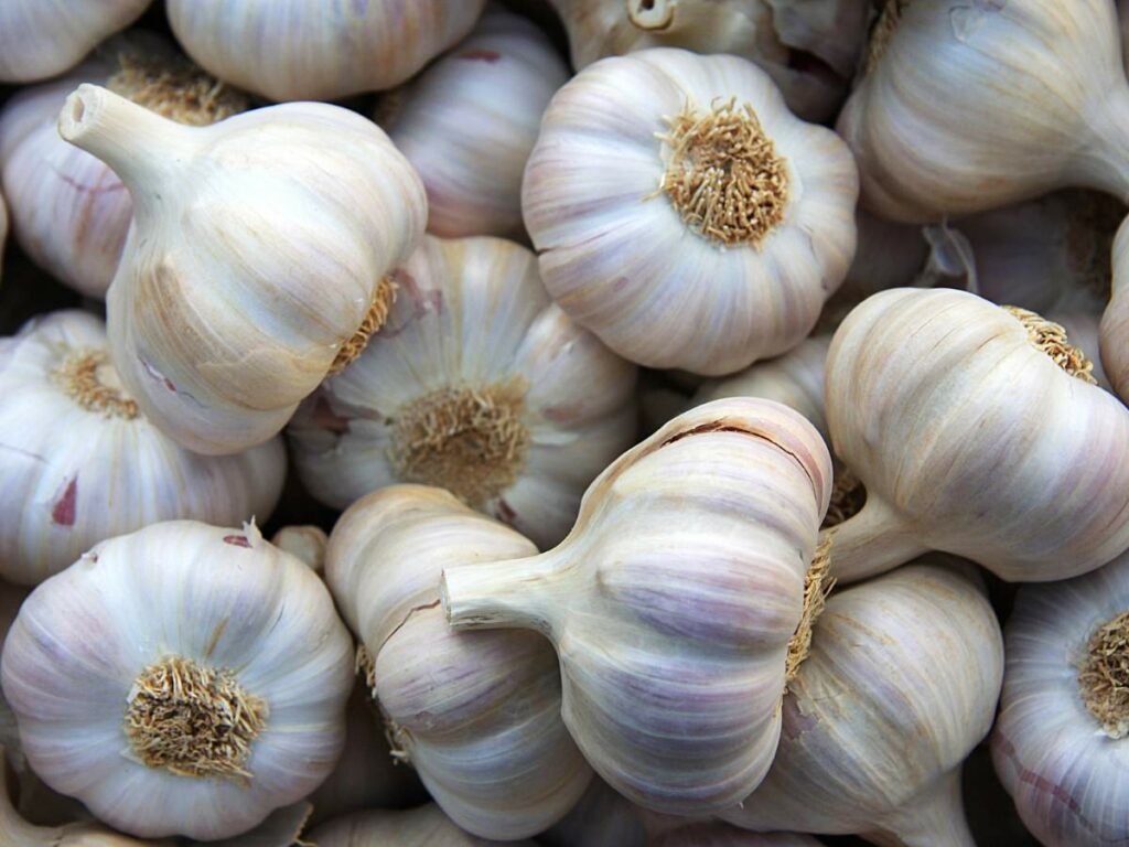 A close-up image shows a cluster of garlic bulbs.