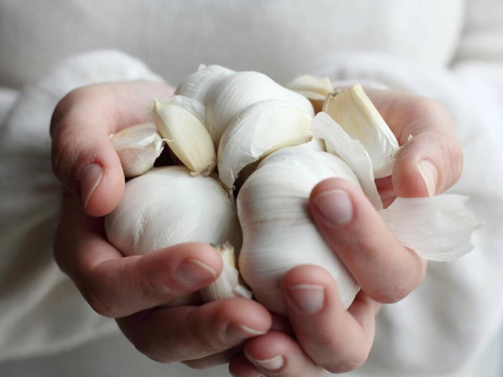 A person wearing a white shirt holds several garlic bulbs and cloves in their hands.