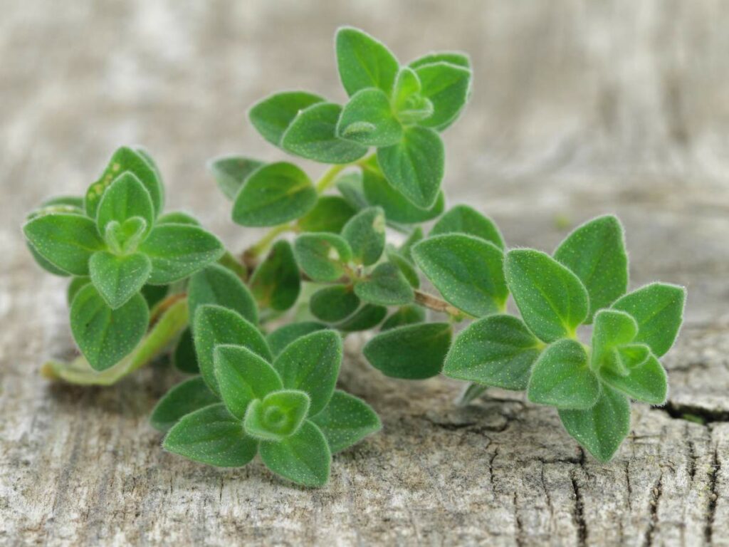 A close-up of small green thyme leaves on a wooden surface.