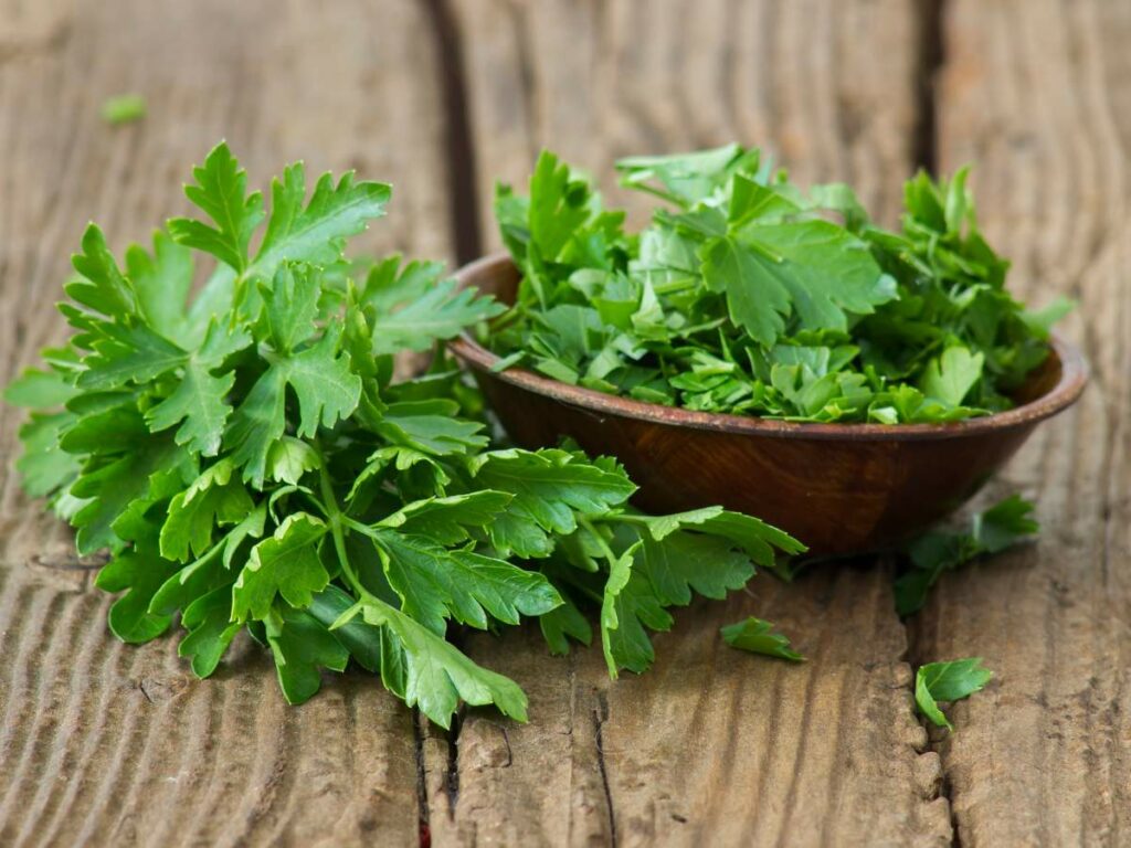 A bunch of fresh parsley lies on a rustic wooden surface.