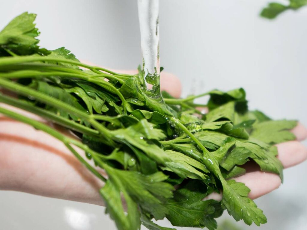 A hand holding fresh parsley leaves under running water.