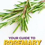 Text reads: "Your Guide to Rosemary: How to Prep, Cook, and Store!" from quickpreprecipes.com.