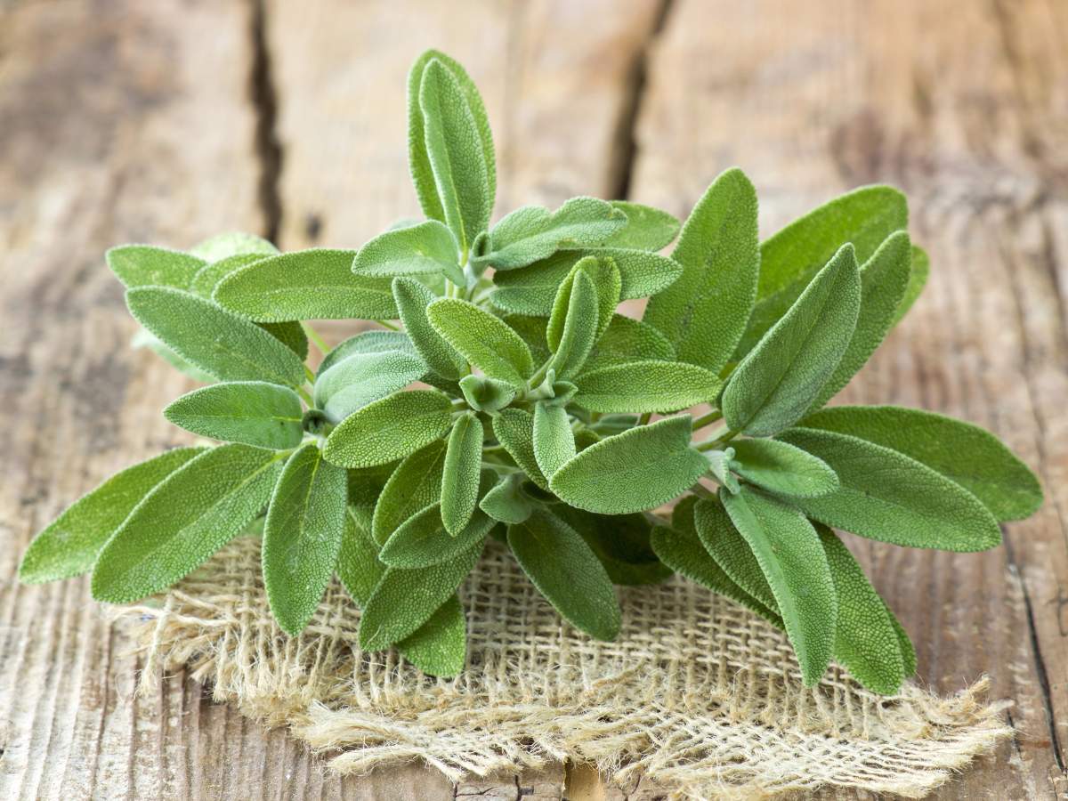 A small bunch of fresh sage leaves placed on a piece of burlap atop a rustic wooden surface.