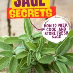 Text reads: "QuickPrepRecipes.com Sage Secrets: How to prep, cook, and store fresh sage.