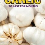 Image displaying garlic bulbs with the text: "How to store garlic to last for months. quickpreprecipes.com."